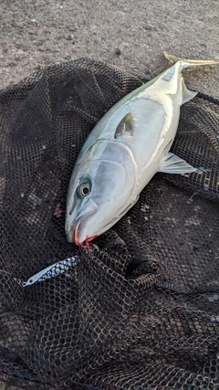 イナダの釣果