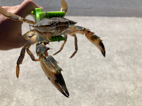 ワタリガニの釣果