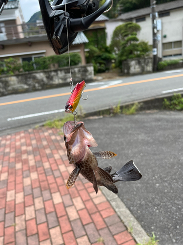 オオモンハタの釣果