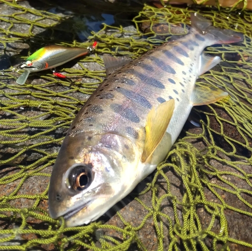 ヤマメの釣果