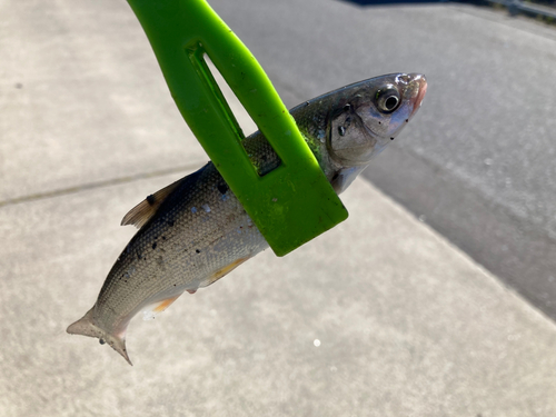 ウグイの釣果