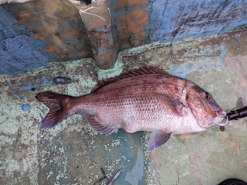 マダイの釣果