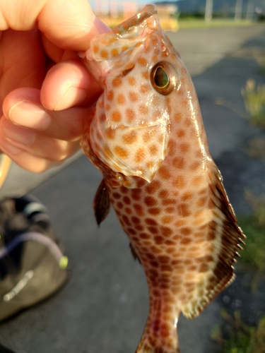 オオモンハタの釣果