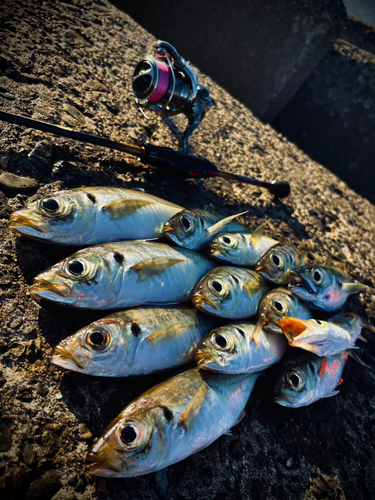 アジの釣果