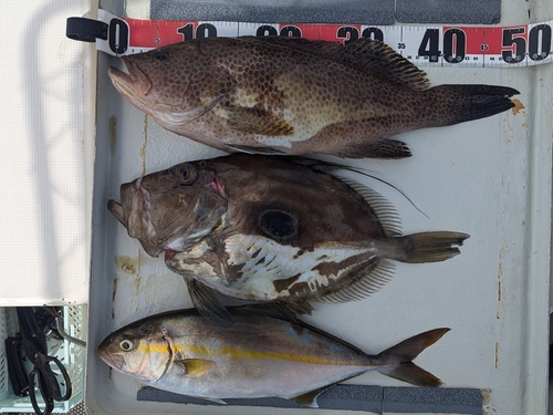 オオモンハタの釣果