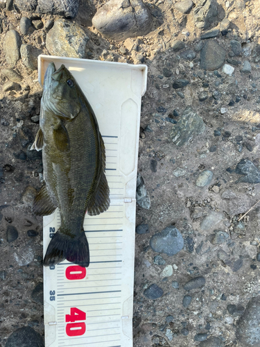 スモールマウスバスの釣果