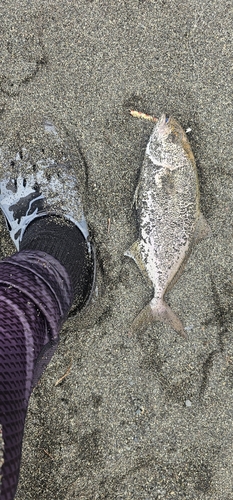 ショゴの釣果