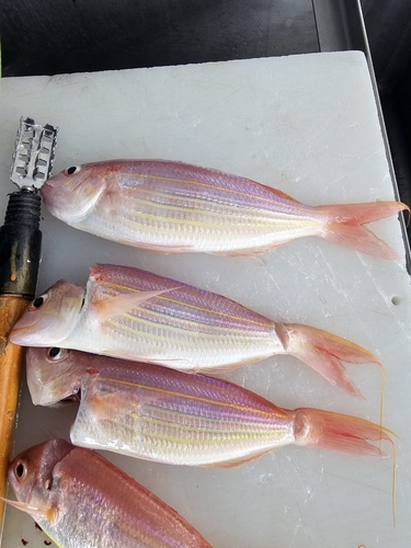 イトヨリダイの釣果