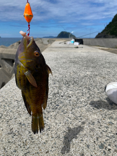 オハグロベラの釣果