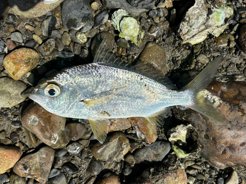 クロサギの釣果