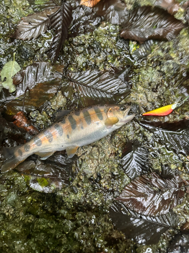 ヤマメの釣果