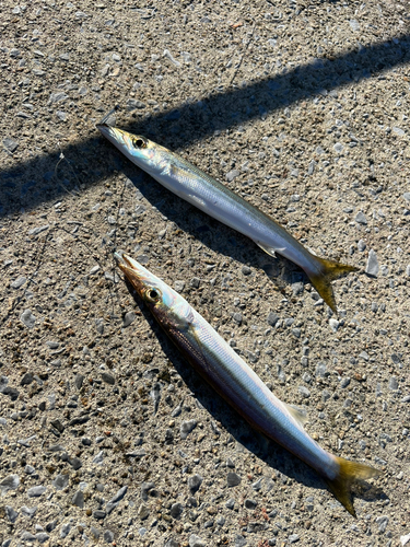 カマスの釣果