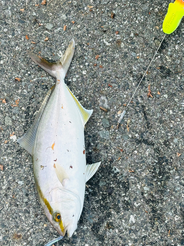 カンパチの釣果