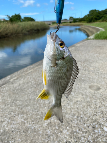 キビレの釣果