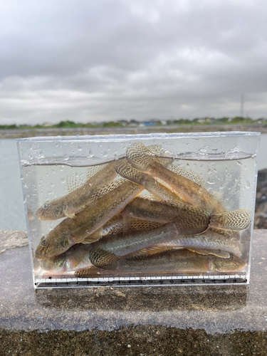 マハゼの釣果