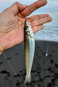 キスの釣果