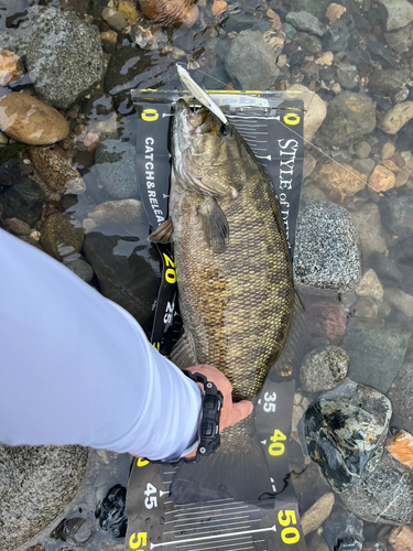 スモールマウスバスの釣果