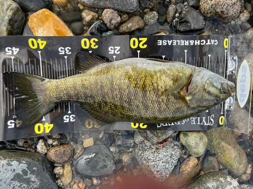 スモールマウスバスの釣果