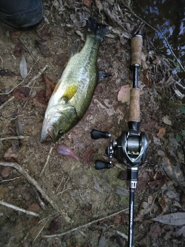 ブラックバスの釣果