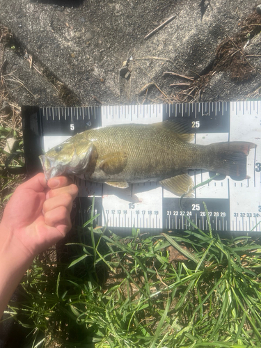 スモールマウスバスの釣果