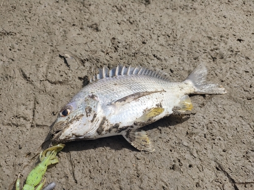 キビレの釣果