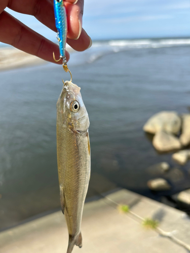 ウグイの釣果