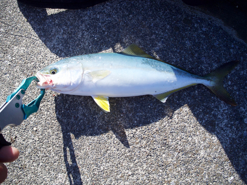 ワカシの釣果