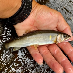 アユの釣果