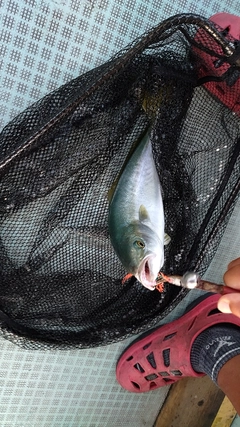 ツバスの釣果