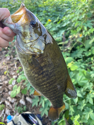 スモールマウスバスの釣果