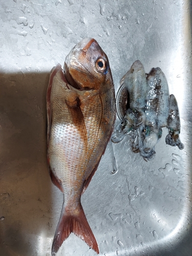 マダイの釣果