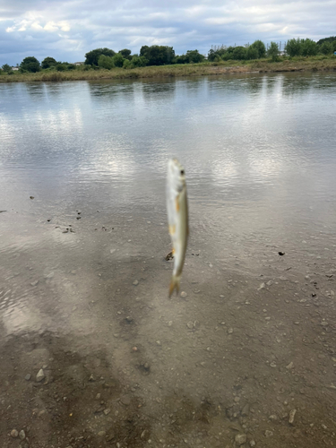 ウグイの釣果