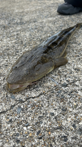 マゴチの釣果