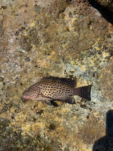 オオモンハタの釣果