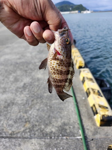 オオモンハタの釣果