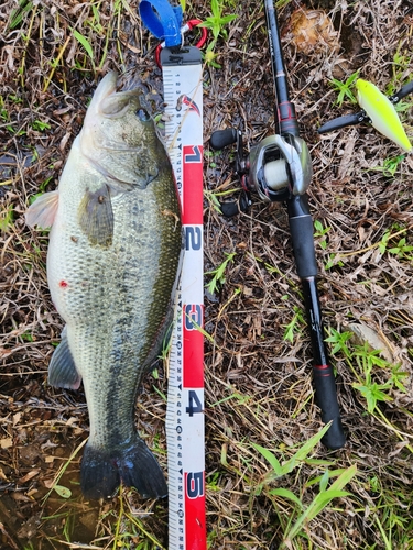 ブラックバスの釣果