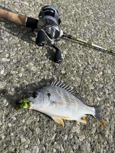 キビレの釣果