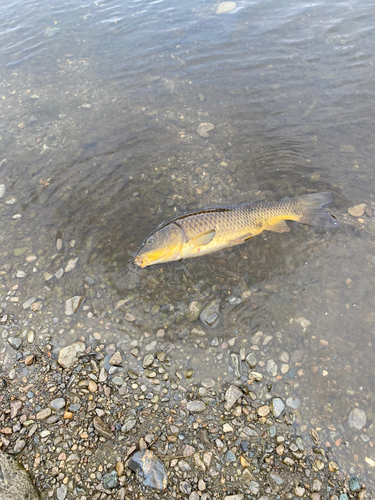 コイの釣果