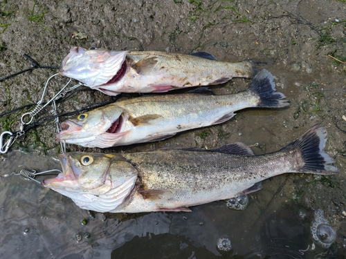 シーバスの釣果