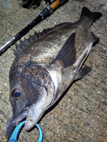 チヌの釣果