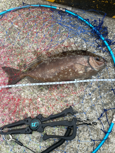 アイゴの釣果