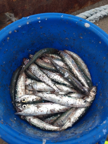 イワシの釣果