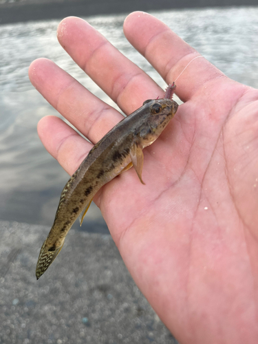 ハゼの釣果