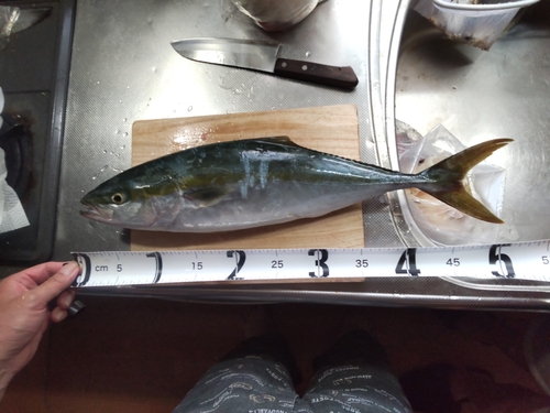 イナダの釣果