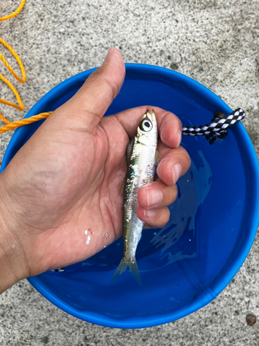 イワシの釣果