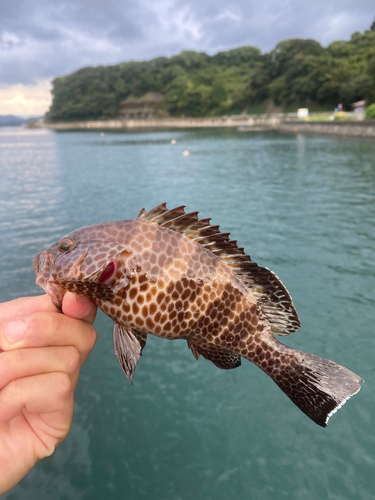 オオモンハタの釣果