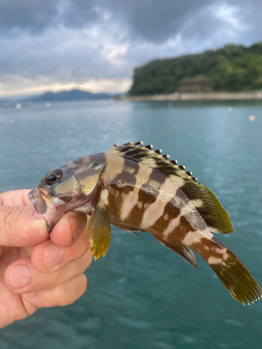 アカハタの釣果