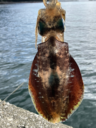 アオリイカの釣果