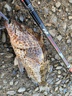 オオモンハタの釣果