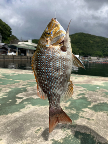 タマンの釣果